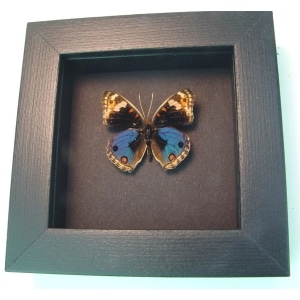 Junonia orithya Blue Pansy Real Framed Butterfly Display Moonlight Display