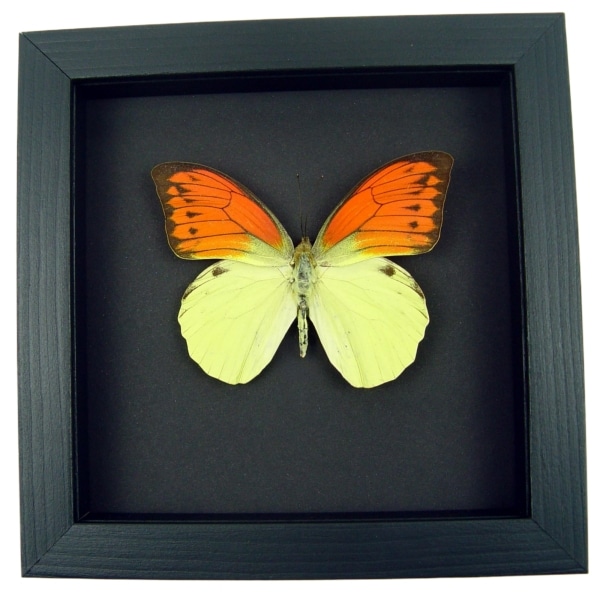 Vibrant Sulpher Butterfly Hebomoia leucippe Framed Taxidermy Moonlight Display