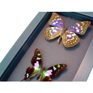 Purple Butterfly Set Graphium Weiskei Framed Butterflies Moonlight Display