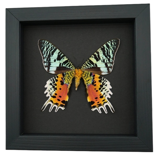 Real Framed Sunset Moth Urania Rhipheus Female Verso Taxidermy Moonlight Display