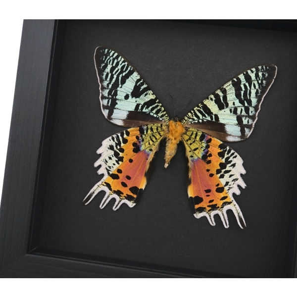 Real Framed Sunset Moth Urania Rhipheus Female Verso Taxidermy Moonlight Display