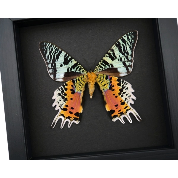 Real Framed Sunset Moth Urania Rhipheus Female Verso Taxidermy Moonlight Display