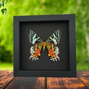 Real Framed Sunset Moth Urania Rhipheus Female Verso Taxidermy Moonlight Display