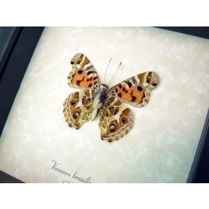 Vanessa Braziliensis Verso Brazilian Painted Lady Butterfly Framed Taxidermy