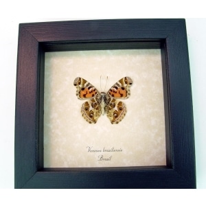 Vanessa Braziliensis Verso Brazilian Painted Lady Butterfly Framed Taxidermy