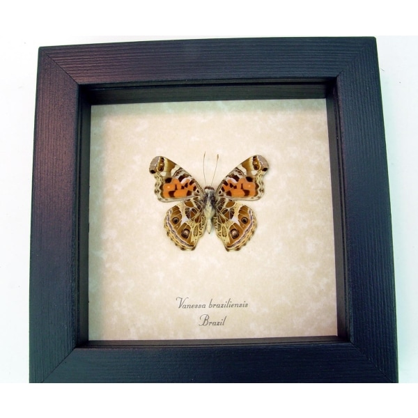 Vanessa Braziliensis Verso Brazilian Painted Lady Butterfly Framed Taxidermy