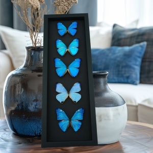 Diamond Morpho Butterfly Collection Moonlight Display Framed Taxidermy