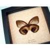 Framed Elymnias Palmfly Butterfly Framed Taxidermy Display