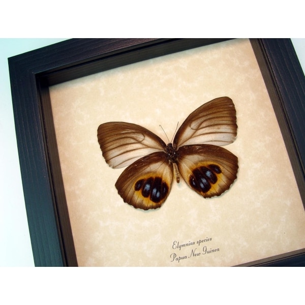 Framed Elymnias Palmfly Butterfly Framed Taxidermy Display