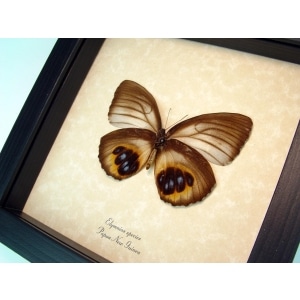 Framed Elymnias Palmfly Butterfly Framed Taxidermy Display 