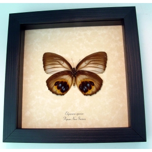 Framed Elymnias Palmfly Butterfly Framed Taxidermy Displayย