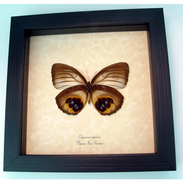Framed Elymnias Palmfly Butterfly Framed Taxidermy Display 
