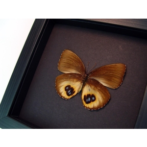 Framed Elymnias Palmfly Butterfly Moonlight Display Framed Taxidermy 