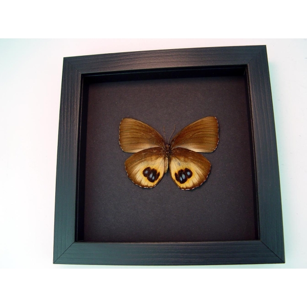 Framed Elymnias Palmfly Butterfly Moonlight Display Framed Taxidermyย Framed Elymnias Palmfly Butterfly Moonlight Display Framed Taxidermyย