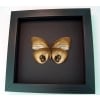 Framed Elymnias Palmfly Butterfly Moonlight Display Framed Taxidermy 