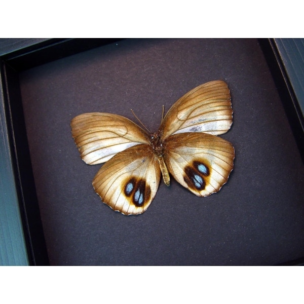 Framed Elymnias Palmfly Butterfly Moonlight Display Framed Taxidermy 