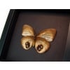 Framed Elymnias Palmfly Butterfly Moonlight Display Framed Taxidermy 