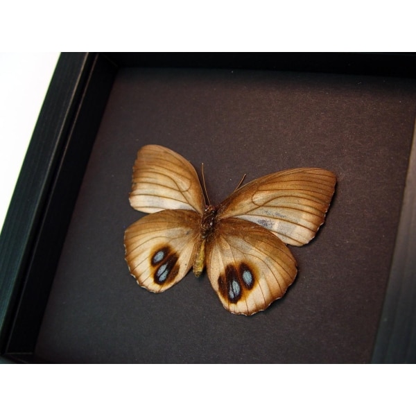 Framed Elymnias Palmfly Butterfly Moonlight Display Framed Taxidermy 