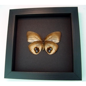 Framed Elymnias Palmfly Butterfly Moonlight Display Framed Taxidermyย