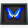 Framed Morpho Butterfly Morpho rhetenor helena Moonlight Display