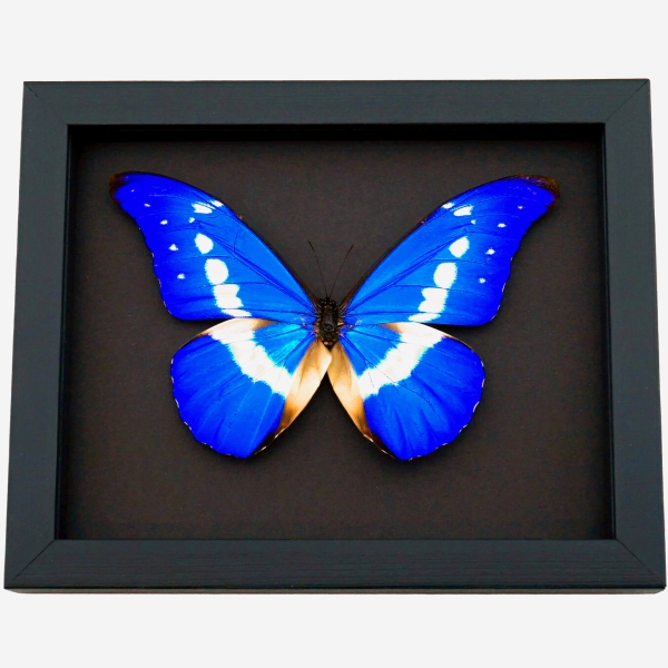 Framed Morpho Butterfly Morpho rhetenor helena Moonlight Display