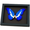 Framed Morpho Butterfly Morpho rhetenor helena Moonlight Display