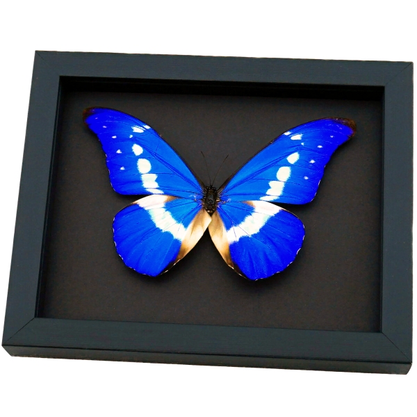 Framed Morpho Butterfly Morpho rhetenor helena Moonlight Display