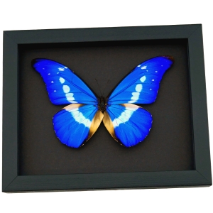 Framed Morpho Butterfly Morpho rhetenor helena Moonlight Display