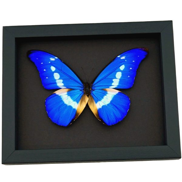 Framed Morpho Butterfly Morpho rhetenor helena Moonlight Display