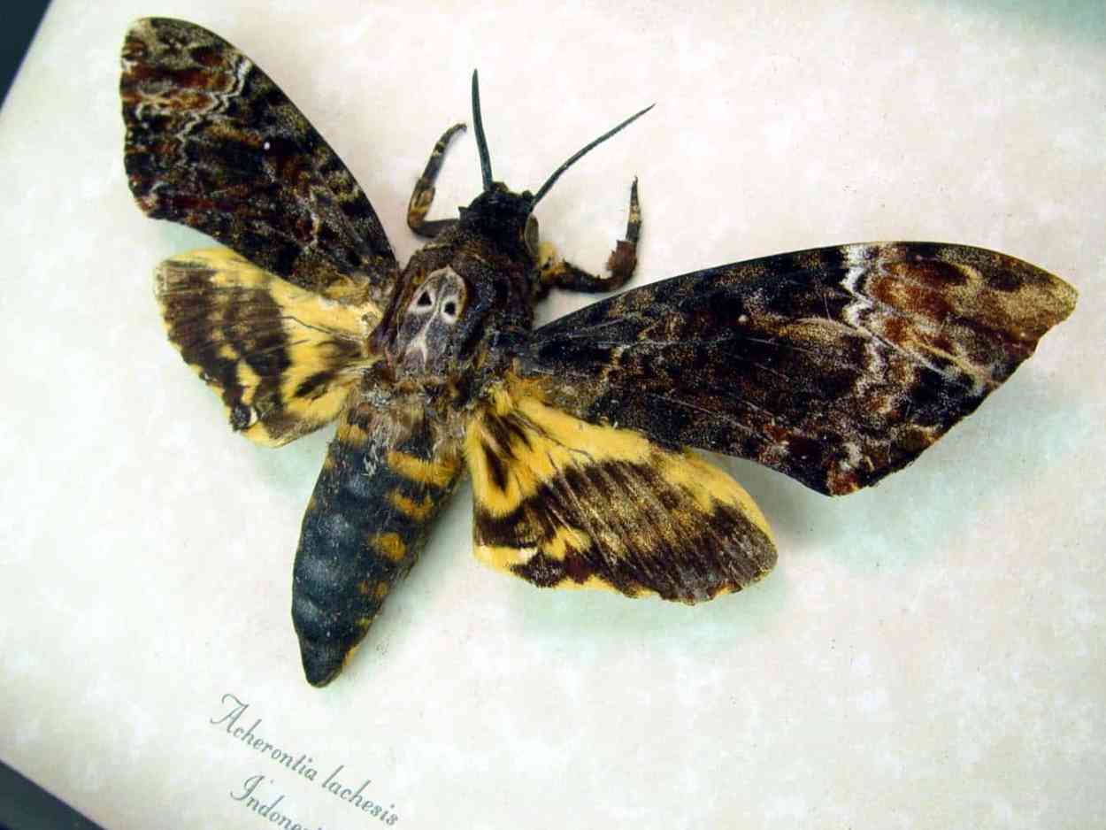 Death Head Moth Acherontia lachesis Male Framed Death Head Moth