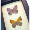 Asterope pechuelli Pair Lavender OReal Framed African Butterflies Asterope pechueli Butterfly Collection Framed Taxidermy Displayrange Butterflies Framed Taxidermy