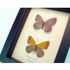 Real Framed African Butterflies Asterope pechueli Butterfly Collection Framed Taxidermy Display