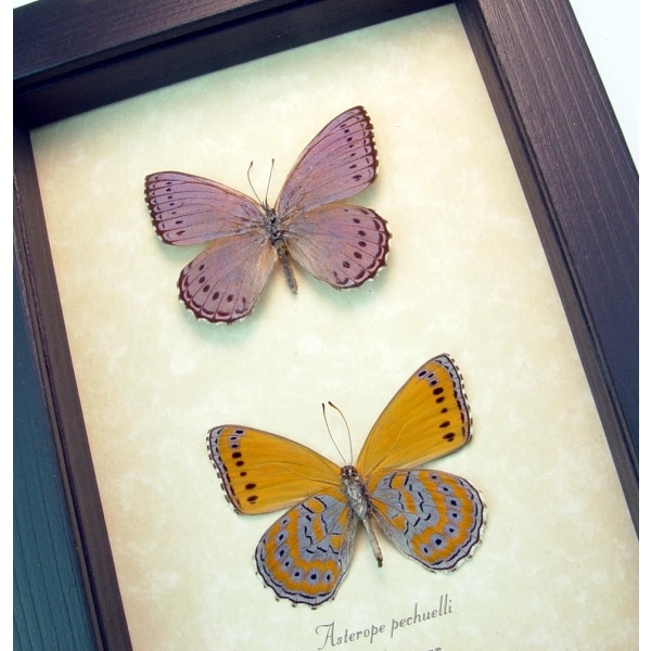 Asterope pechuelli Pair Lavender OReal Framed African Butterflies Asterope pechueli Butterfly Collection Framed Taxidermy Displayrange Butterflies Framed Taxidermy