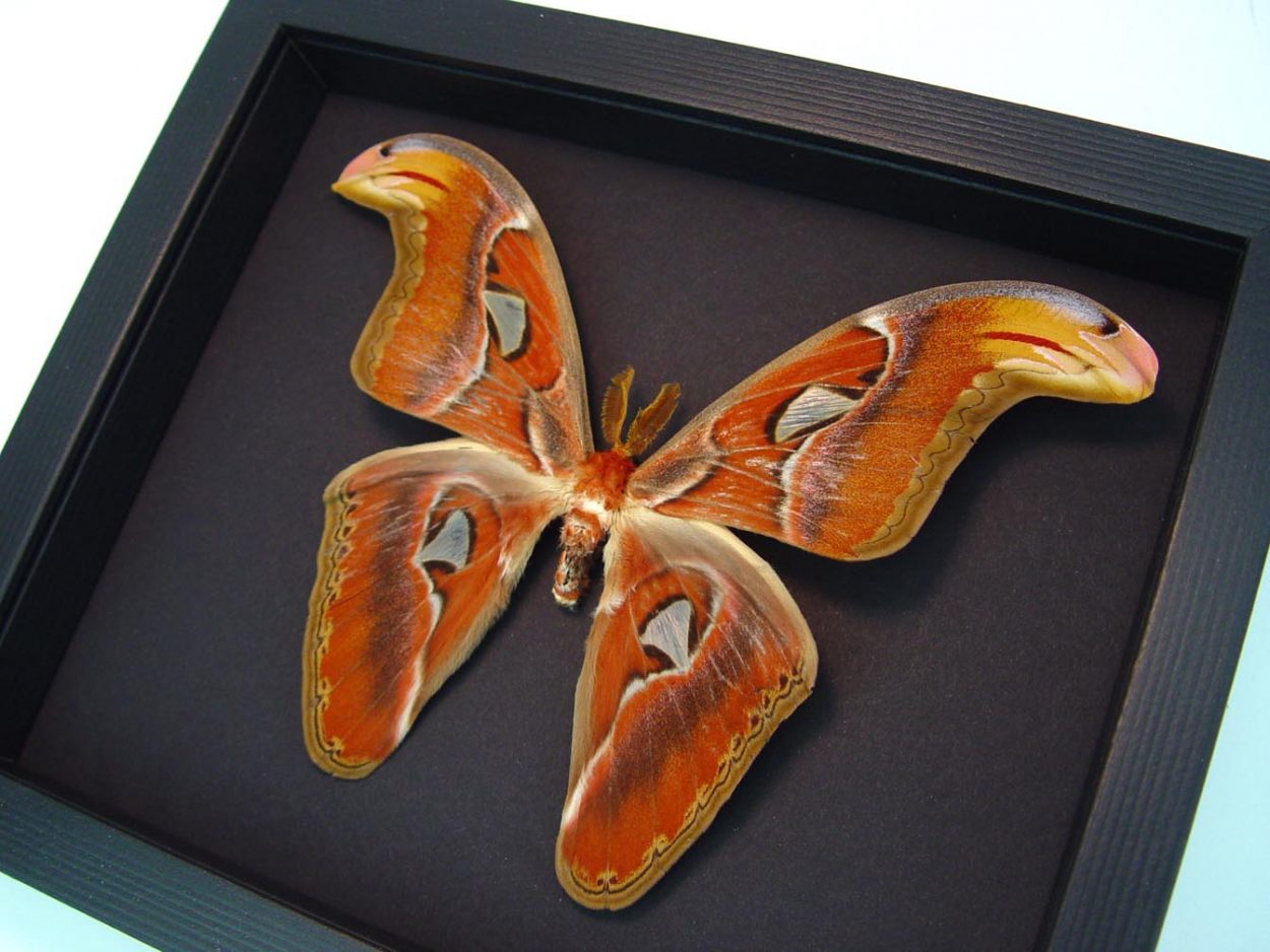 Silk Moths Butterfly Designs Real Framed Butterflies Insects Actias Luna Moths