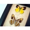 California Butterfly Collection California Sister Dogface Real Framed Butterflies