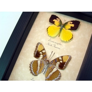 California Butterfly Collection California Sister Dogface Real Framed Butterflies