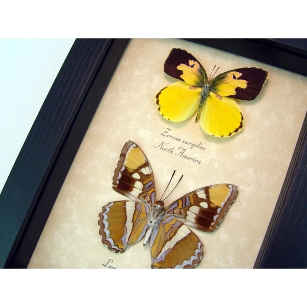 California Butterfly Collection California Sister Dogface Real Framed Butterflies