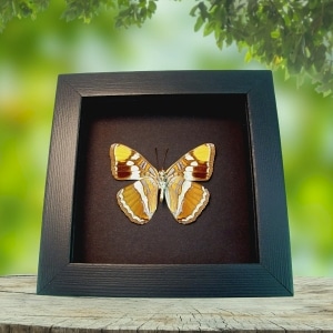 limenitis bredowii California Sister Butterfly Framed Taxidermy Moonlight Display