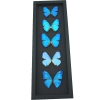 Diamond Morpho Butterfly Collection Moonlight Display Framed Taxidermy