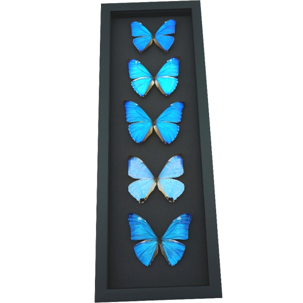Diamond Morpho Butterfly Collection Moonlight Display Framed Taxidermy