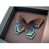 Limenitis Astyanax Male Red Spotted Purple Moonlight Display ooak