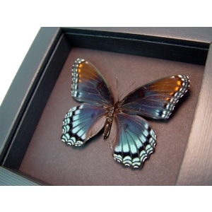 Limenitis Astyanax Male Red Spotted Purple Moonlight Display ooak