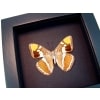 limenitis bredowii California Sister Butterfly Framed Taxidermy Moonlight Display