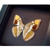 limenitis bredowii California Sister Butterfly Framed Taxidermy Moonlight Display