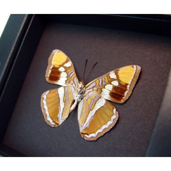 limenitis bredowii California Sister Butterfly Framed Taxidermy Moonlight Display