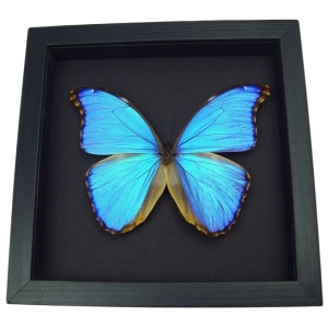 Framed Morpho godarti Purple Butterfly Taxidermy Moonlight Display