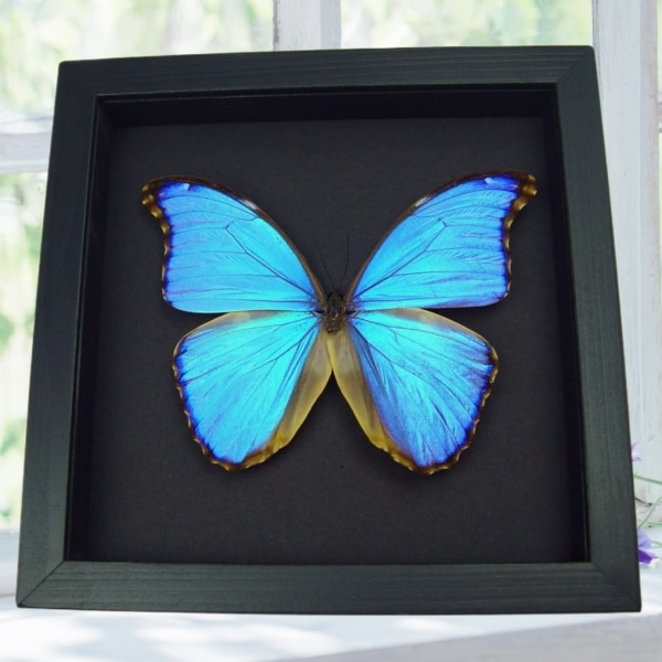 Framed Morpho godarti Purple Butterfly Taxidermy Moonlight Display