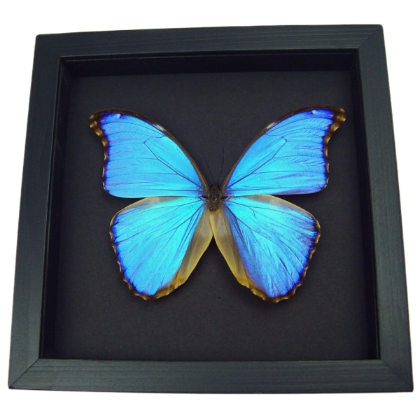 Framed Morpho godarti Purple Butterfly Taxidermy Moonlight Display