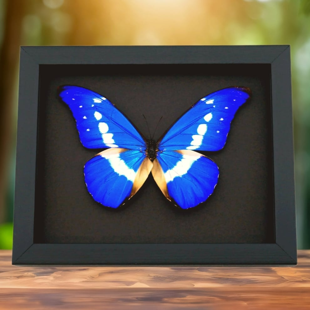 Framed Morpho Butterfly Morpho rhetenor helena Moonlight Display Framed Morpho Butterfly Morpho rhetenor helena Moonlight Display