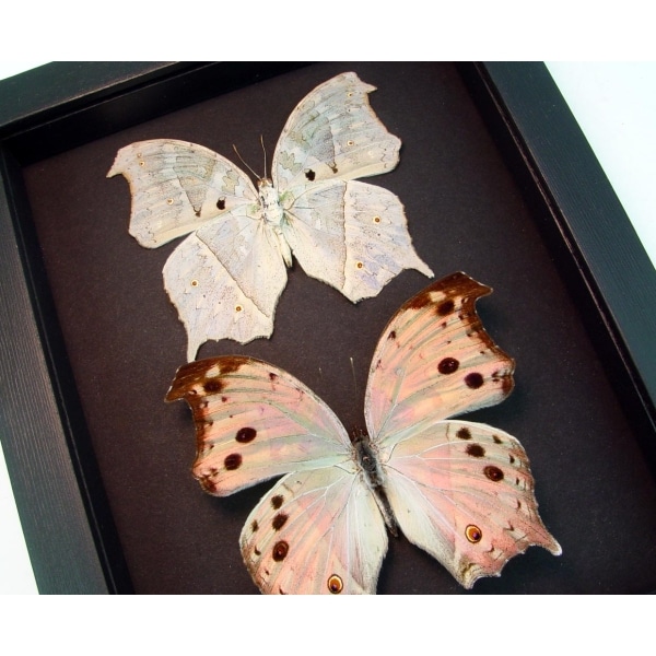 Salamis parhassus Pair Mother Of Pearl Butterflies Framed Taxidermy Moonlight Display